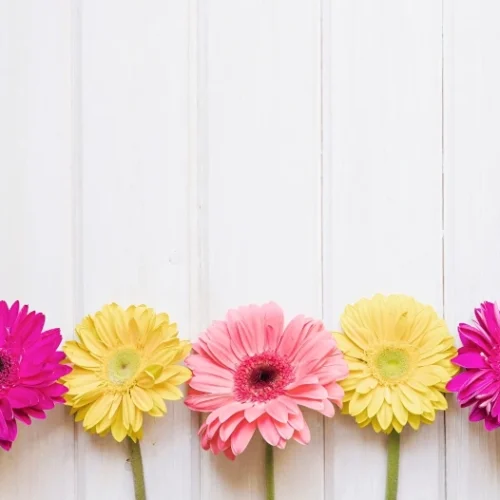 Gerbera cuidados y características